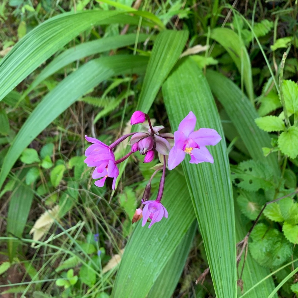 Meet your Posher, Rennon
